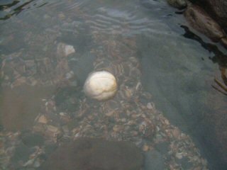 ハマオモトの実　水に浮く